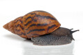 Achatina achatina Benin, semiadult
